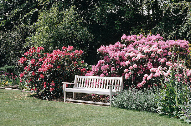 白色板凳上前面边境粉红色的杜鹃花大国家花园春天
