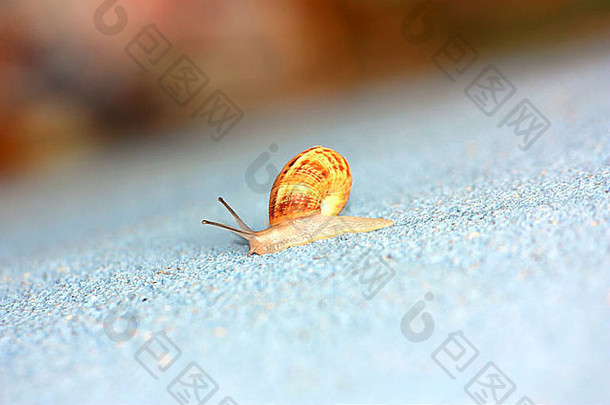 单蜗牛爬行墙宏拍摄复制空间