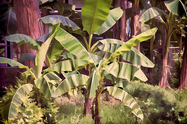 传播香蕉棕榈树广泛的叶子植物园南部热带植物
