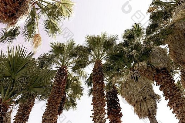 向上视图有缘的剃风扇棕榈树树干吹的叶子阳光天空美国
