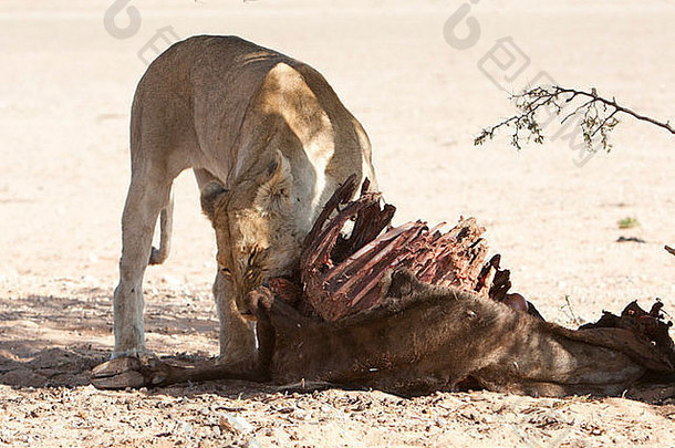 非洲狮子杀了喀拉哈里沙漠沙漠