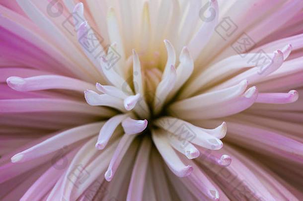 摘要图像粉红色的花管状花瓣