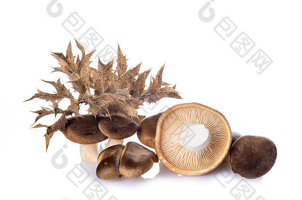 牡蛎蘑菇蓟孤立的白色背景