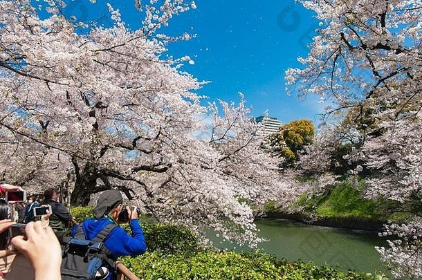 美丽的樱桃开花节日chidorigafuchi公园东京日本