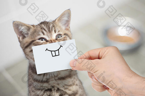 有趣的猫微笑纸板坐着食物