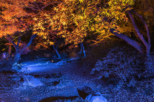 秋天晚上lightup枫木森林rikugien花园东京