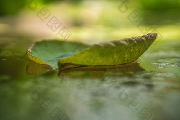 特写镜头水滴沉积莲花叶Zen和平背景