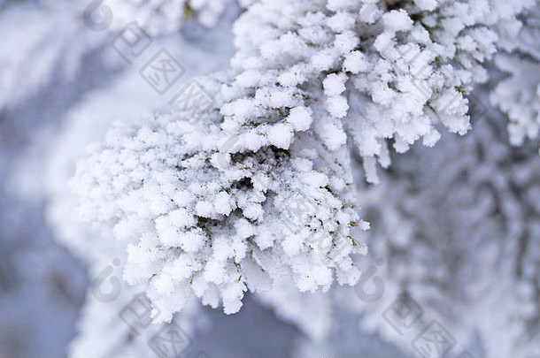 分支蓝色的云杉覆盖毛茸茸的白色雪冬天阳光明媚的冷淡的<strong>一</strong>天