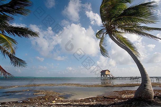 棕榈树打击下午微风海岸码头小屋背景龙涎香caye伯利兹