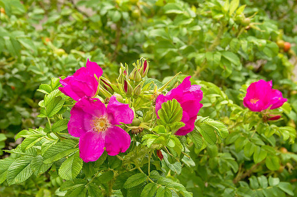紫色的野生玫瑰花蔷薇属叶