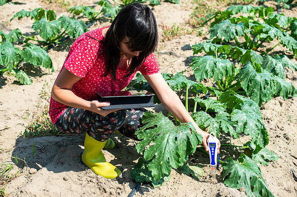 农民测量土壤西葫芦种植园土壤测量设备平板电脑技术农业概念