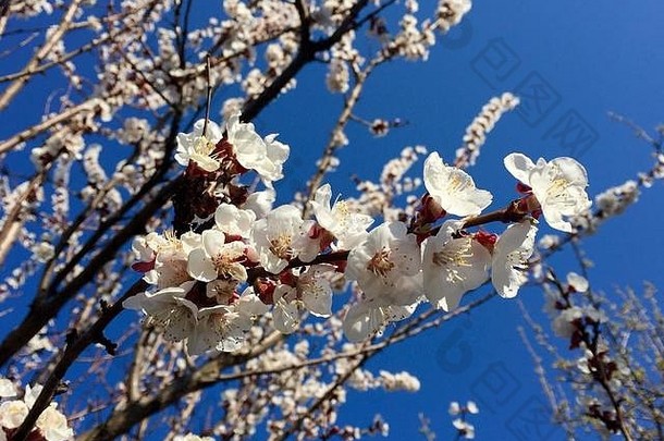 盛开的树春天