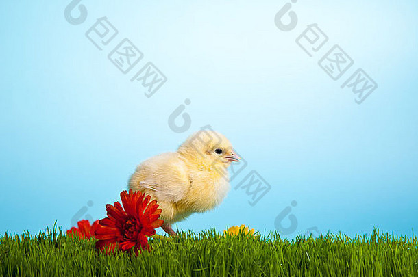 复活节鸡蛋鸡绿色草蓝色的背景