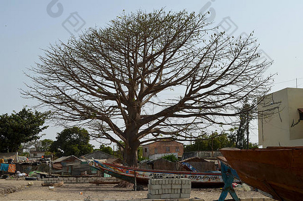 Baobab树独木舟joal-fadiouth塞内加尔