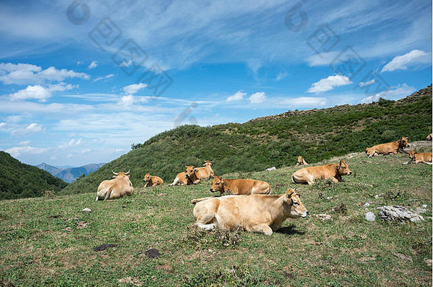 牛休息场照片sousas谷Somiedo自然储备西班牙
