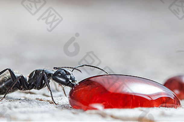 大森林蚂蚁吃草莓小时