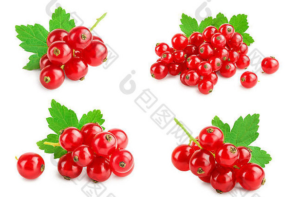 红色的醋栗浆果叶孤立的白色背景集集合