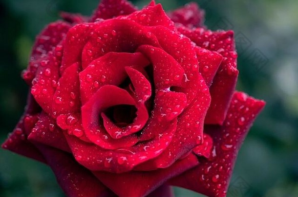 经典美红色的玫瑰