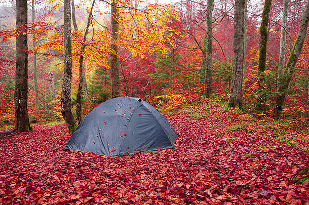 旅游帐篷秋天山毛榉森林东部喀尔巴阡山