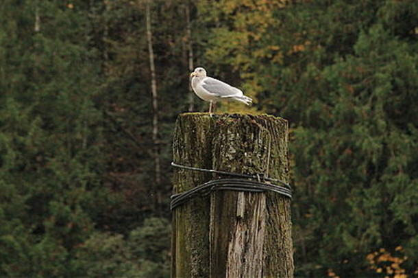 孤独的鸟浮木哈里森湖加拿大