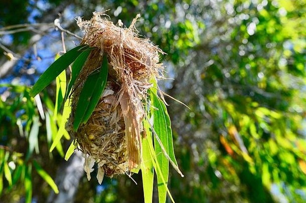 巢挂树水罗斯河昆士兰澳大利亚