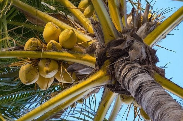 底视图<strong>椰子</strong>棕榈树关闭视图