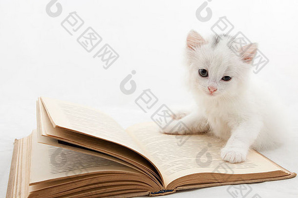 可爱的小猫说谎书孤立的白色背景