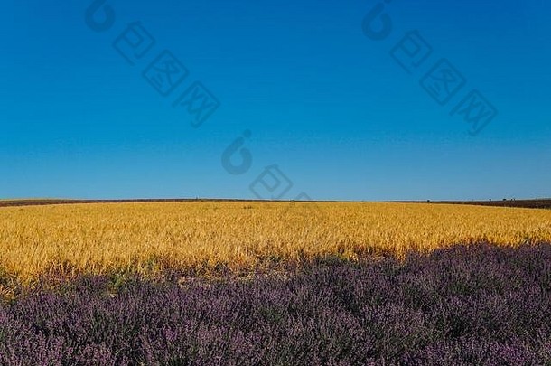 场花<strong>紫色</strong>的薰衣草成熟的黄色的小麦收获