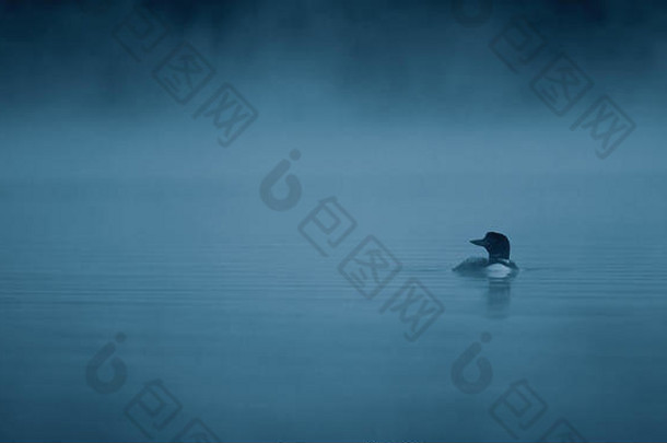 常见的工资游泳蓝色的小时雾早....加拿大