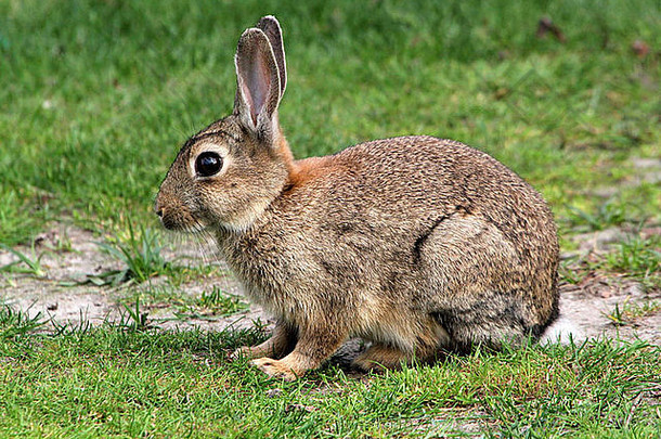 野生兔子oryctolagus地道喂养草地图片系列