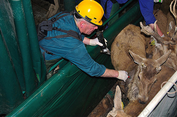 技术员测试红色的鹿Cervus埃莱弗斯肺结核