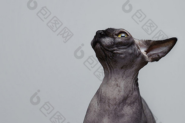 加拿大sphynx猫肖像可见耳朵眼睛