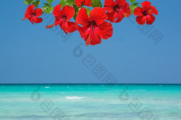 美丽的海洋景观海天空地平线红色的芙蓉花背景