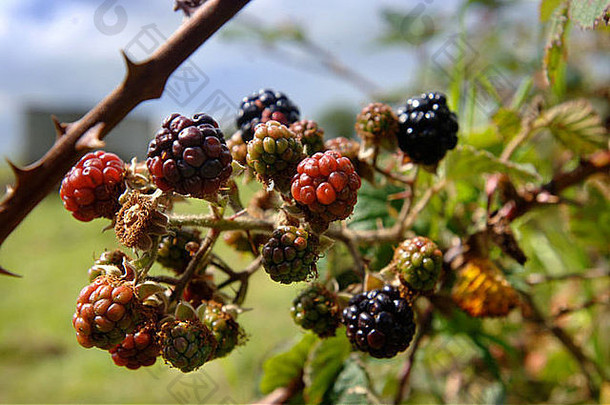 成熟黑莓灌木篱墙