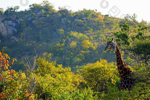 非洲长颈鹿南非洲
