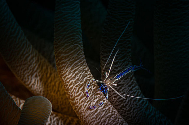 佩德森更清洁的虾periclimenespedersoni巴里礁潜水网站博内尔荷兰安的列斯群岛