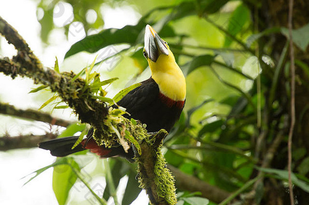 热带雨林科斯塔黎加