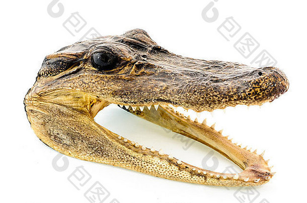纪念品<strong>鳄鱼</strong>头一般购买佛罗里达卢西亚纳阿拉巴马州游客