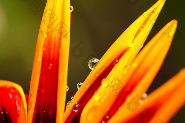 特写镜头彩色的湿花瓣