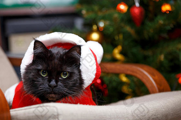 照片一年的猫圣诞老人服装坐着椅子