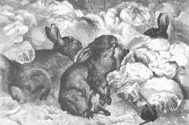 兔子冬天园丁图形