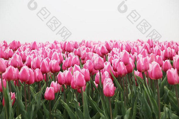 粉红色的白色彩色的郁金香行flowerbulb场新方言荷兰春天季节雾