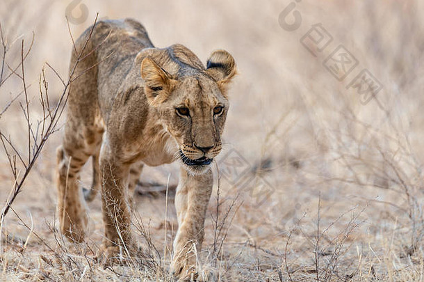 狮子幼崽豹属利奥需要早期早....漫步肯尼亚非洲