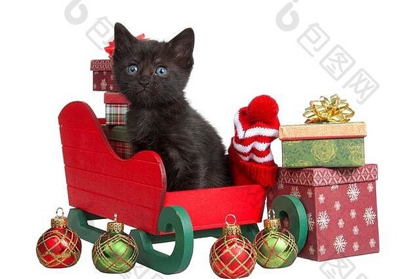 可爱的黑色的虎斑小猫坐着红色的绿色圣诞节雪橇微型礼物乡村设计查看器孤立的白色