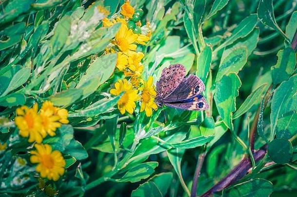 美丽的棕色（的）蝴蝶坐着休息黄色的黛西花角小镇南非洲