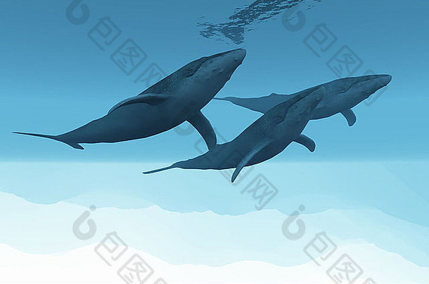 座头鲸鲸鱼游泳巨大的开放海洋