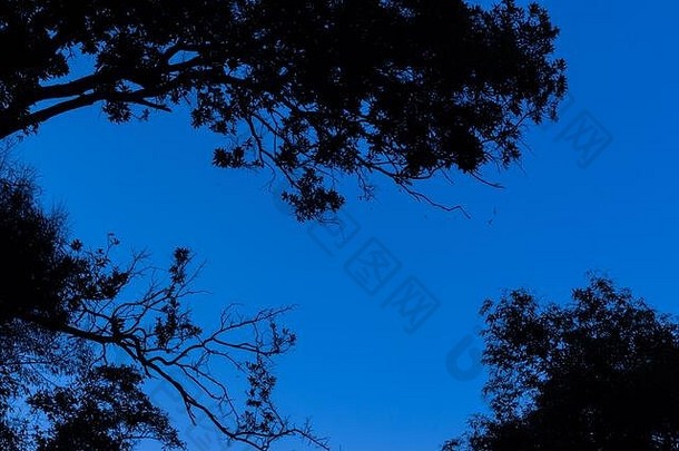 轮廓树清晰的蓝色的天空