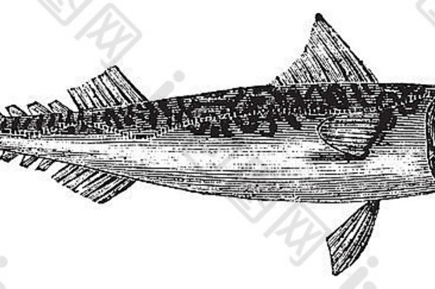 大西洋鲭鱼鲭鱼古董雕刻刻插图大西洋鲭鱼孤立的白色背景