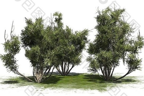 非洲橄榄灌木集团绿色区域孤立的白色背景