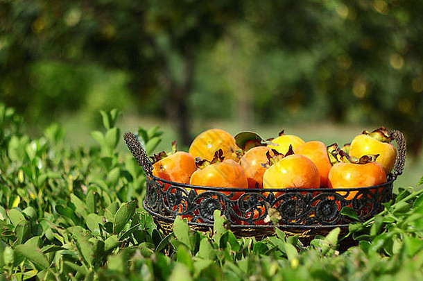 自然水果篮子叶花园